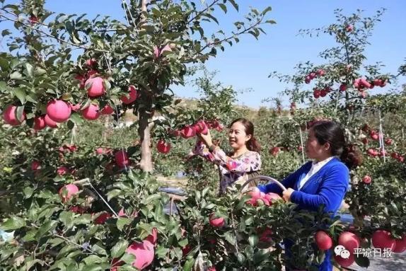 甘肅靈臺縣：蘋果紅了，果農(nóng)的錢袋子鼓了